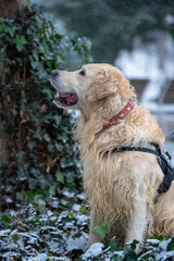 golden retriever in the snow in winter