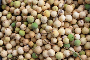 Lot of harvested ripe Duku (Lansium parasiticum). Known as Langsat, Longkong, or Lanzones in English. Close up