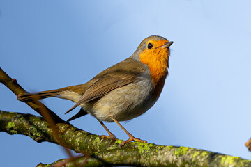 european robin