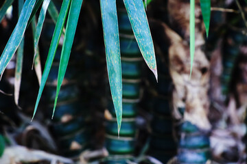 Bamboo in the garden