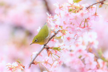 Spring Cherry Blossom Scene in Kyoto Japan