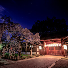 Fototapeta premium Spring Cherry Blossom Scene in Kyoto Japan