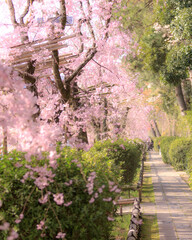 Spring Cherry Blossom Scene in Kyoto Japan