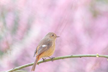 Spring Cherry Blossom Scene in Kyoto Japan