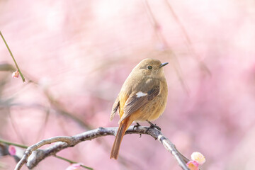 Spring Cherry Blossom Scene in Kyoto Japan