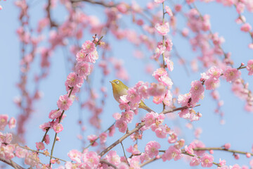 Spring Cherry Blossom Scene in Kyoto Japan