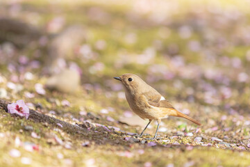 Spring Cherry Blossom Scene in Kyoto Japan