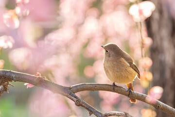 Spring Cherry Blossom Scene in Kyoto Japan