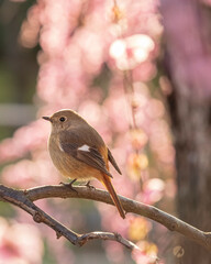 Spring Cherry Blossom Scene in Kyoto Japan