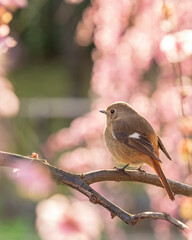 Spring Cherry Blossom Scene in Kyoto Japan
