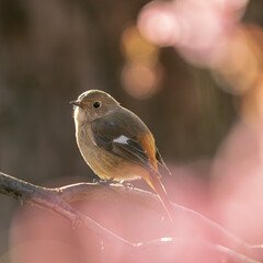 Spring Cherry Blossom Scene in Kyoto Japan