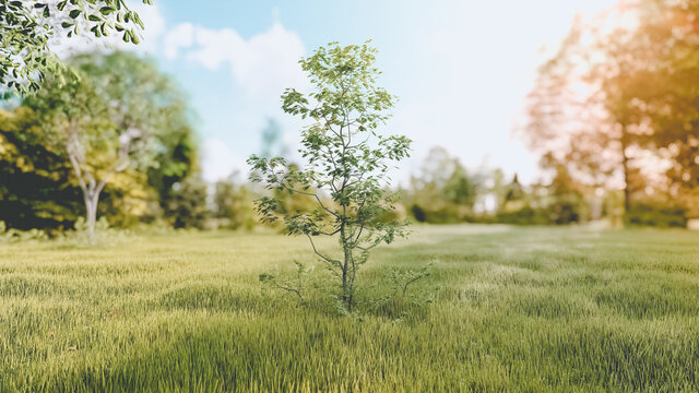 Save tree abstract photograph showing alone tree in meadow parkside under sunshine 3d rendering