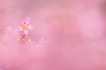Naklejka na ściany i meble Spring Cherry Blossom Scene in Kyoto Japan