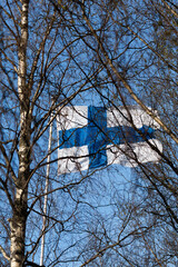 Finnish national flag on the wind behind the birch against the blue sky
