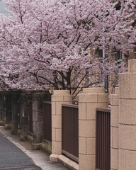 Naklejka premium Spring Cherry Blossom Scene in Kyoto Japan