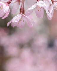 Spring Cherry Blossom Scene in Kyoto Japan