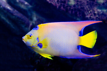 Isabelita Queen Angelfish.
  For the spot on the head that resembles a crown, the angel received one of its names.
