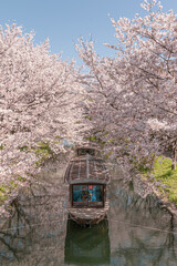 Fototapeta na wymiar Spring Cherry Blossom Scene in Kyoto Japan