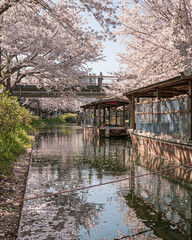 Fototapeta na wymiar Spring Cherry Blossom Scene in Kyoto Japan