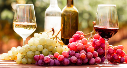 glasses of red and white wine and ripe grapes on table in vineyard