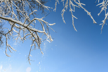Belgique Wallonie Gaume Habay hiver bois foret nature lac neige