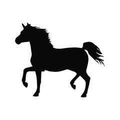Obraz na płótnie Canvas Horse collection - vector silhouette