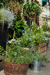 Fototapeta na wymiar small urban garden with flowers