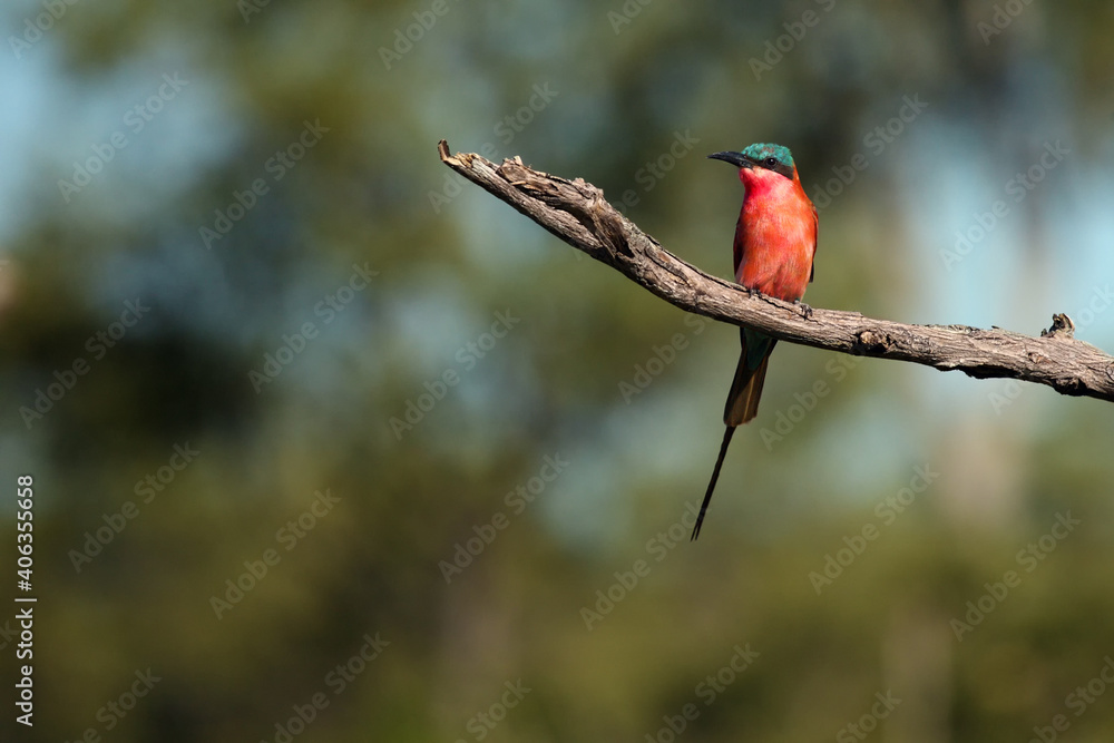 Wall mural The southern carmine bee-eater (Merops nubicoides) on the branch. A large African red bee-aeter on a thin twig.