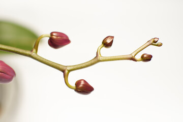 Beautiful purple phalaenopsis orchid flower. Buds on a branch. The interior is in the style of...