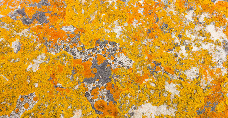 Shot of yellow-orange lichen on a rock, Cape Town, South Africa