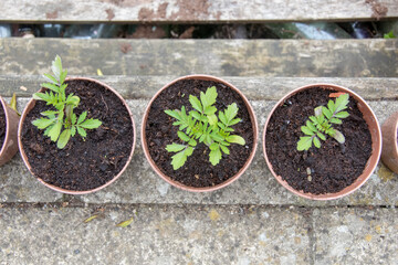 Tomato Seedlings.
