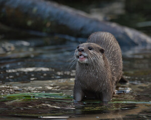 Asian small-clawed otter (Aonyx cinereus)