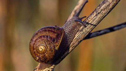 snail on a tree