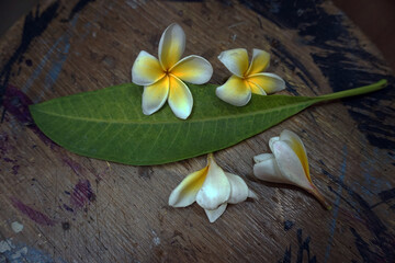  Beautiful  leaf ,  frangipani   flowers  falling on the old wooden floor.  