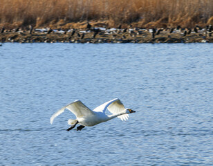 御宝田遊水地 飛び立つ白鳥
