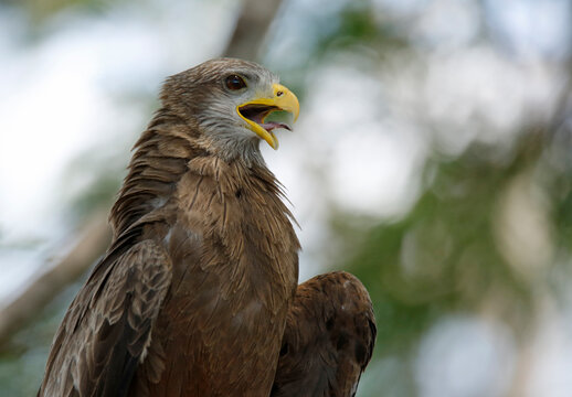 Yellow-billed Kite (Milvus migrans) with open Mouth. Kruger Park, South Africa