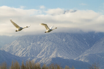 Fototapeta na wymiar 北アルプスと飛翔する白鳥の群れ