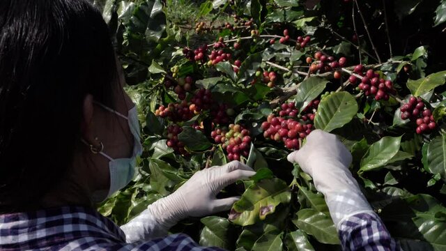 A female scholar is studying and researching Arabica coffee beans grown in highlands of Thailand.