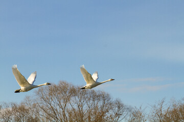 飛翔する白鳥たち