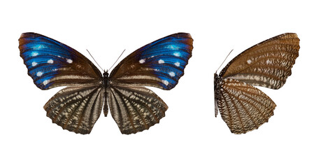 moth and butterfly in white back ground