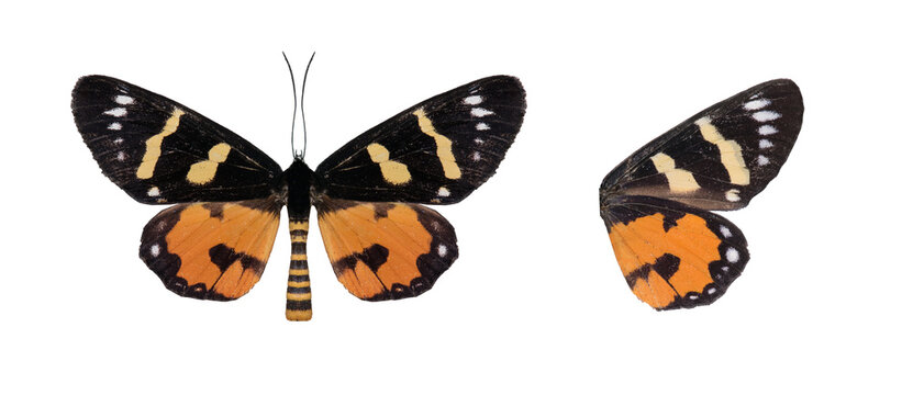moth and butterfly in white back ground