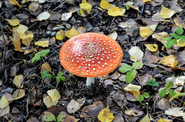 fly agaric mushroom in autumn forest