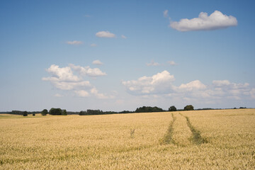 Ripe wheat grain field under a blue sky with vehicle track