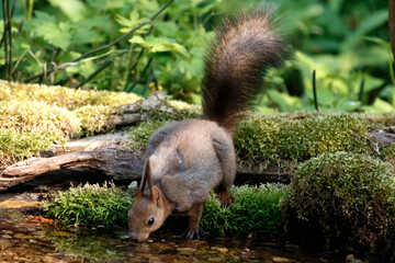 エゾリス Red squirrel