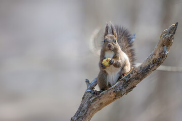 エゾリス Red squirrel