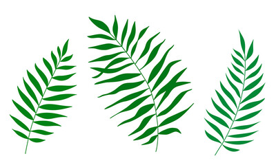 Silhouettes of tropical leaves. Vector Set of exotic tropical leaves palms. Stylized fern leaves or twig. Green leaves isolated on white background. For cards, posters, textile, invitations, design.  © Anna