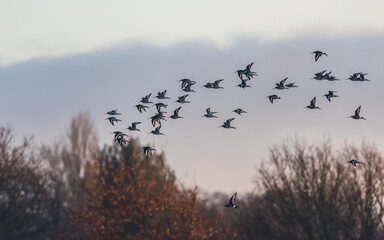 Black-tailed Godwit, Limosa limosa in the flight in environment in sunrise rays