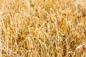 yellow cereal field selective focus