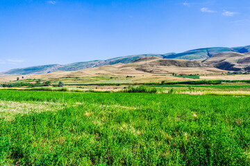 Obraz premium blooming meadows in the hills on a sunny day