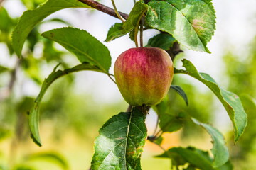 apple hanging on the apple tree branch selective focus